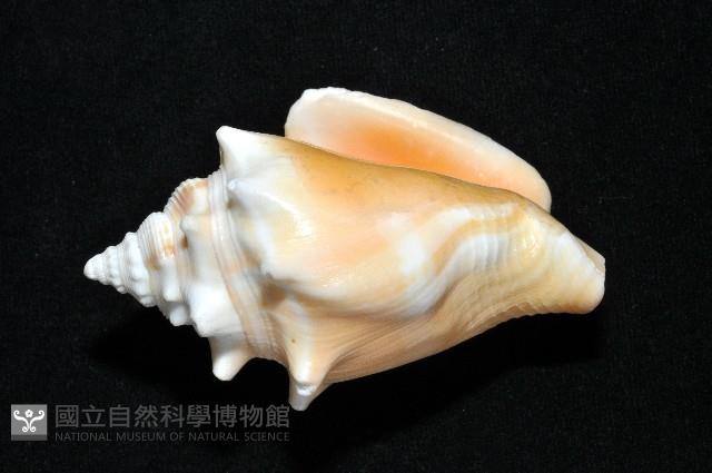 金拳鳳凰螺藏品圖，第4張