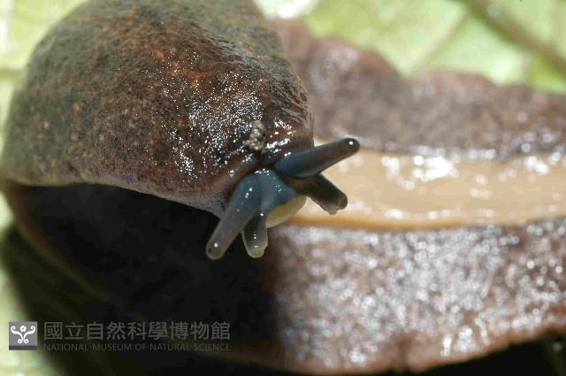 皺足蛞蝓藏品圖，第4張