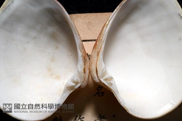 皺肋文蛤藏品圖，第4張