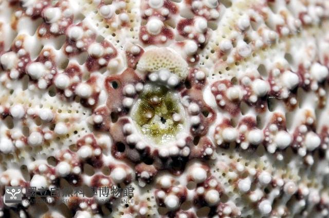 秀麗刻孔海膽藏品圖，第4張