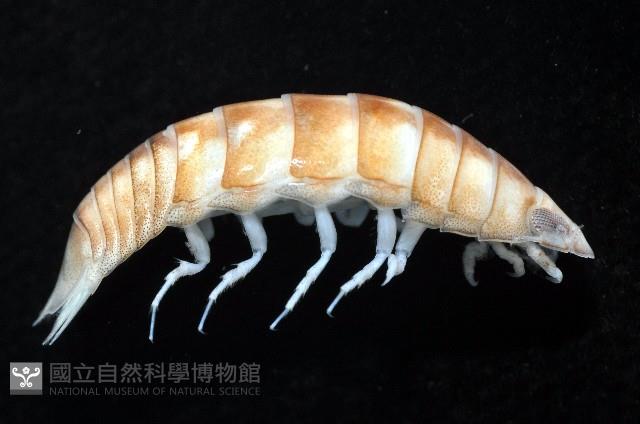 道氏紡錘水虱藏品圖，第4張