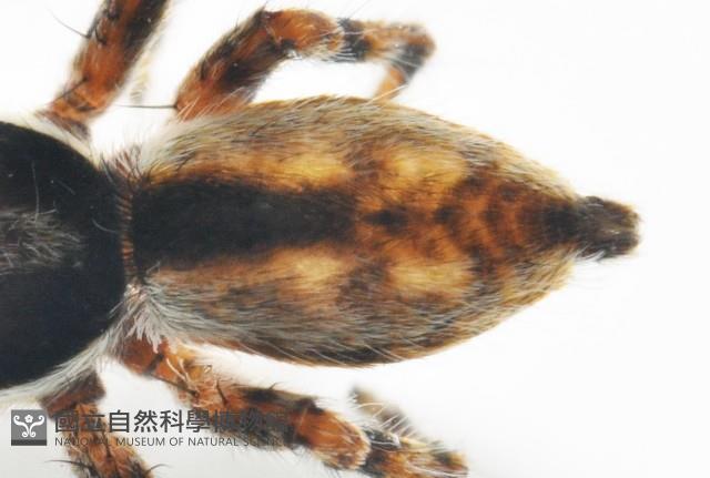 雙帶扁蠅虎藏品圖，第4張