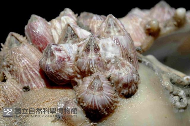 三角藤壺藏品圖，第4張