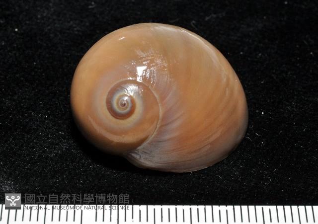 未知種扁玉螺藏品圖，第4張