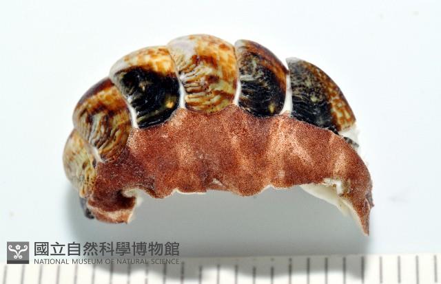 索氏眼鏡石鱉藏品圖，第4張