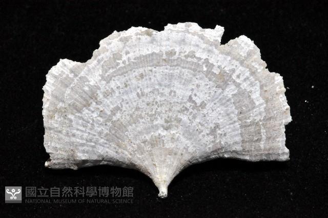 雀尾扇形珊瑚藏品圖，第4張