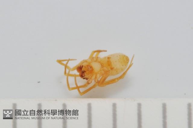 黃克羅蛛藏品圖，第4張