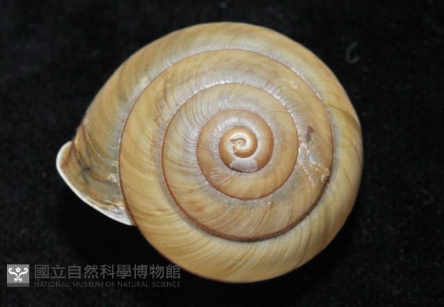 金崙栗蝸藏品圖，第4張