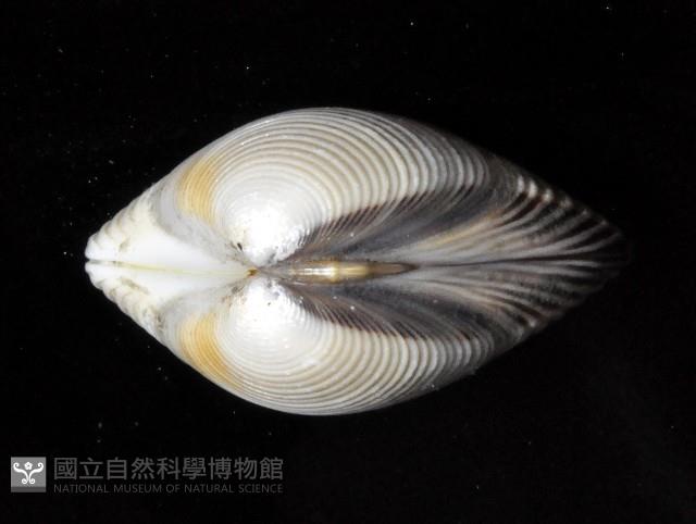 皺肋文蛤藏品圖，第4張