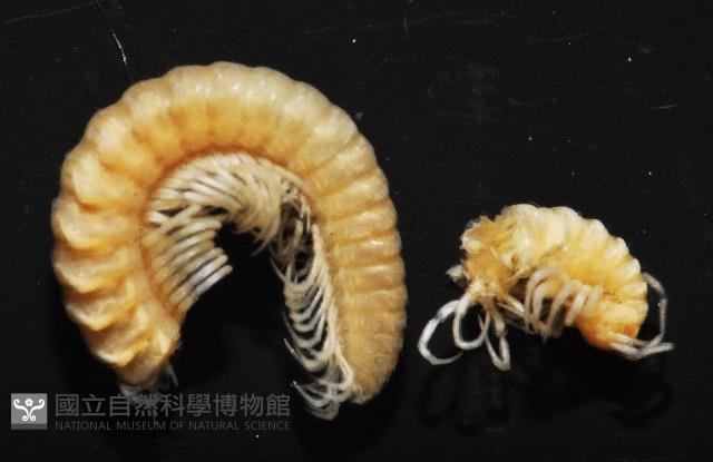 新種東京泡馬陸藏品圖，第4張