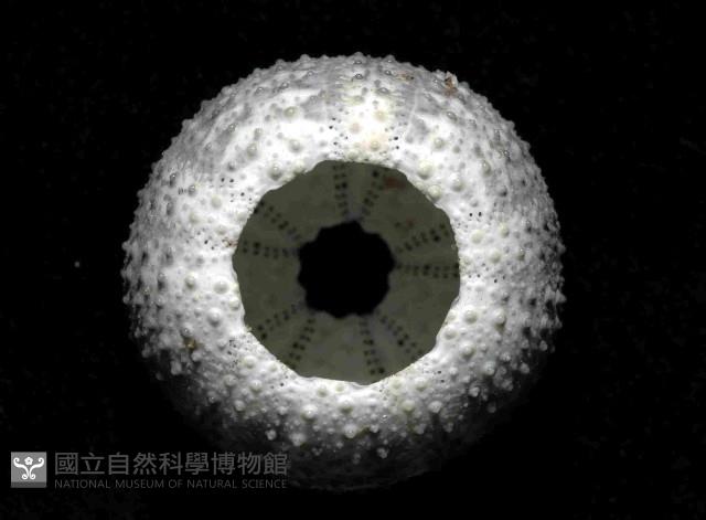 紫叢海膽藏品圖，第4張