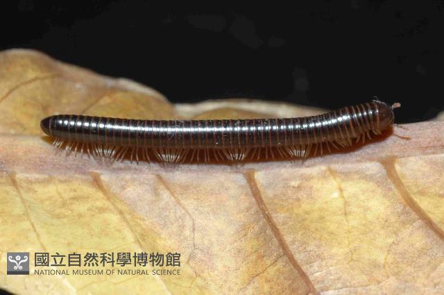 擬旋刺馬陸藏品圖，第4張