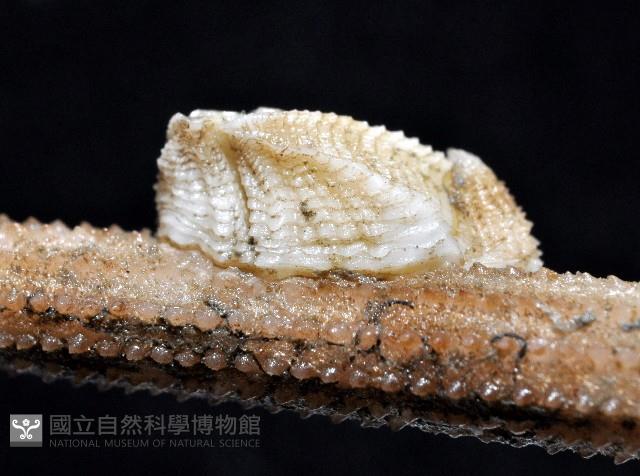 信天翁紐曼花籠藏品圖，第4張