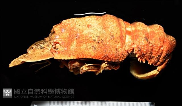 韓氏擬蟬蝦藏品圖，第4張