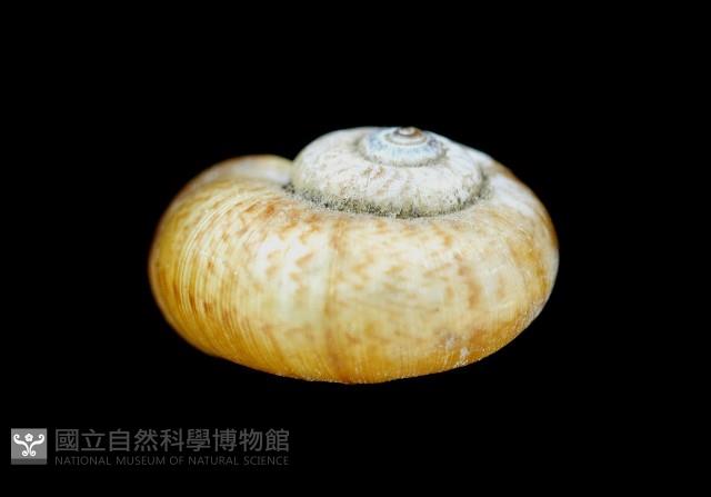 闊唇臺灣山蝸牛藏品圖，第4張