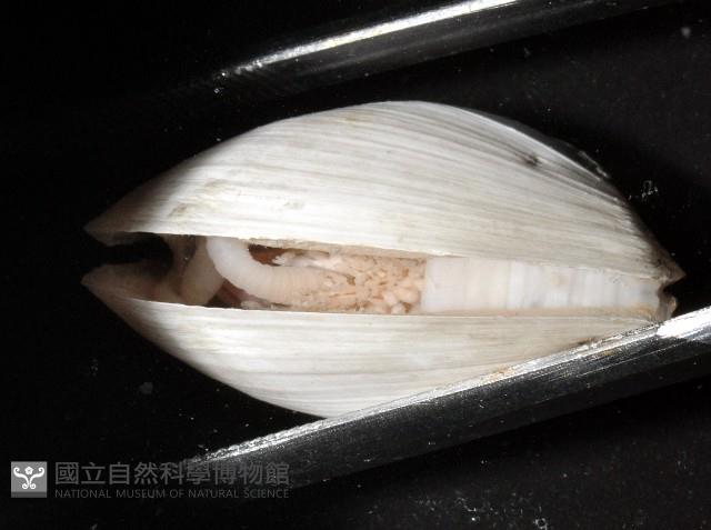 索足蛤藏品圖，第4張