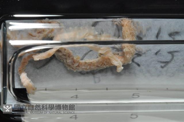 梧棲搓蟄蟲藏品圖，第4張