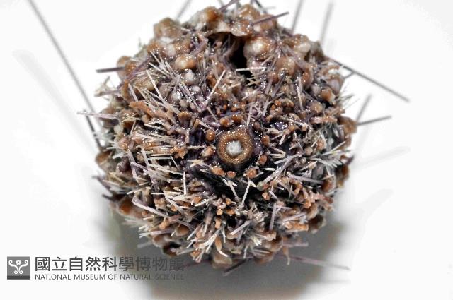 印度近冠海膽藏品圖，第4張