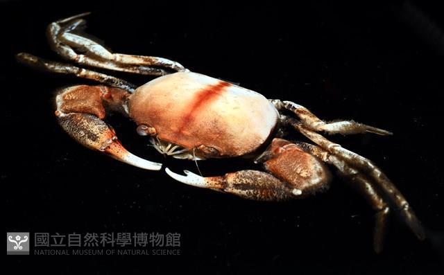 紫隆背蟹藏品圖，第4張