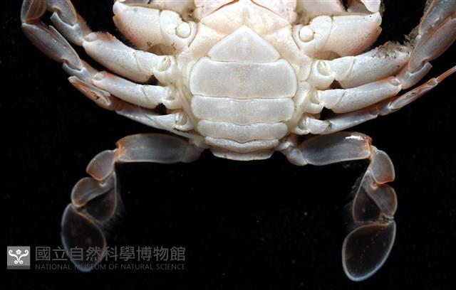 短刺伊蟹藏品圖，第4張