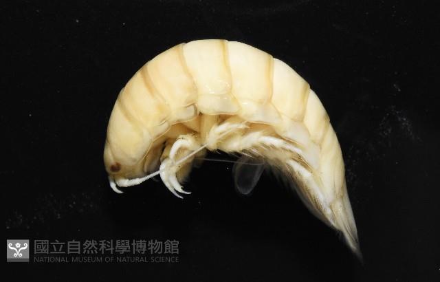 道氏紡錘水虱藏品圖，第4張