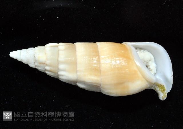 竹筍蟹守螺藏品圖，第4張