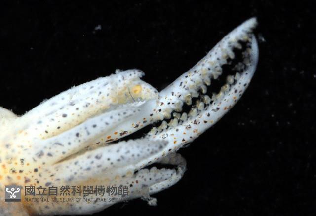 雙列微鰭烏賊藏品圖，第4張