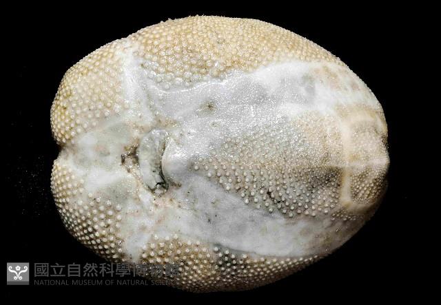 呂宋沐海壺藏品圖，第4張