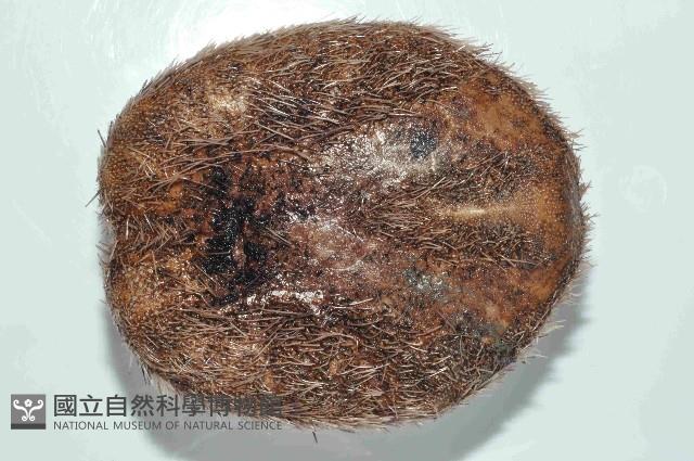 易碎脆心形海膽藏品圖，第4張