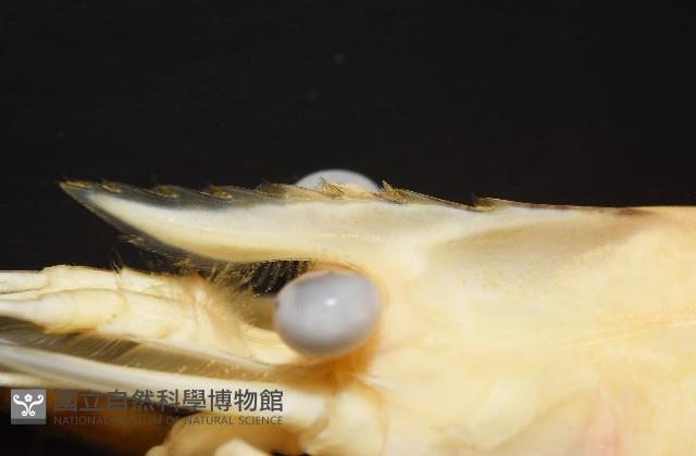 貪食沼蝦藏品圖，第4張