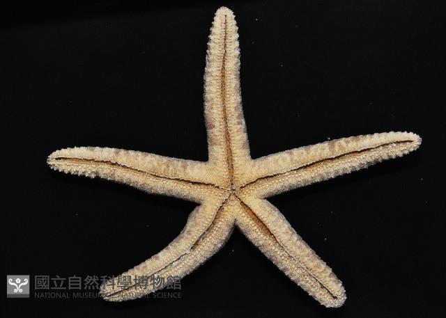 顆粒蛇海星藏品圖，第4張