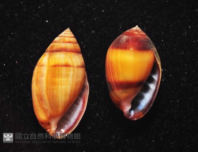 新加坡尖耳螺藏品圖，第4張
