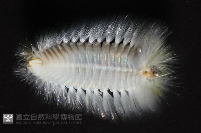 未知種仙蟲藏品圖，第4張