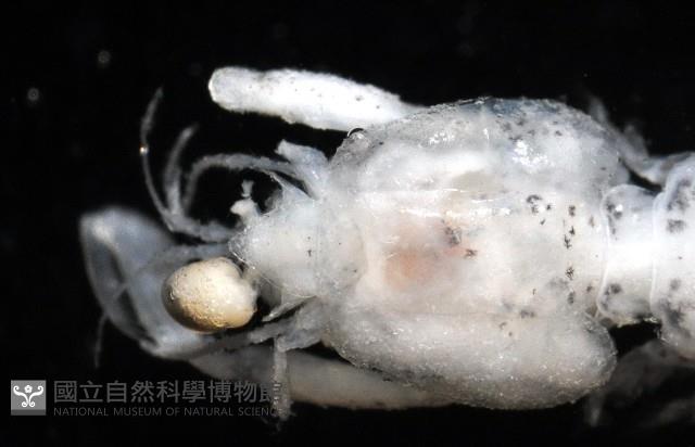 托瑪西尼幼嫩蝦蛄藏品圖，第4張