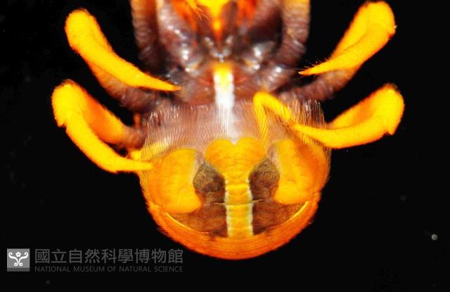 美麗異鎧蝦藏品圖，第4張