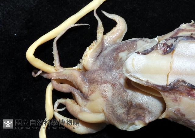 長腕烏賊藏品圖，第4張