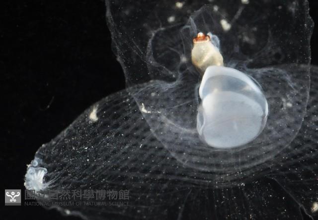 冕螺藏品圖，第4張