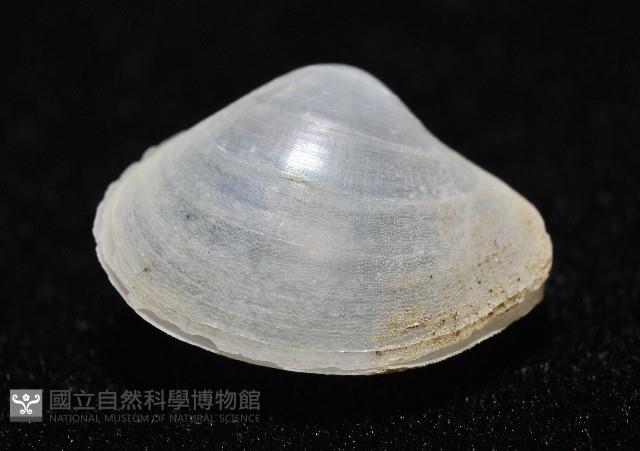 登錄號:006900-00010藏品圖，第4張