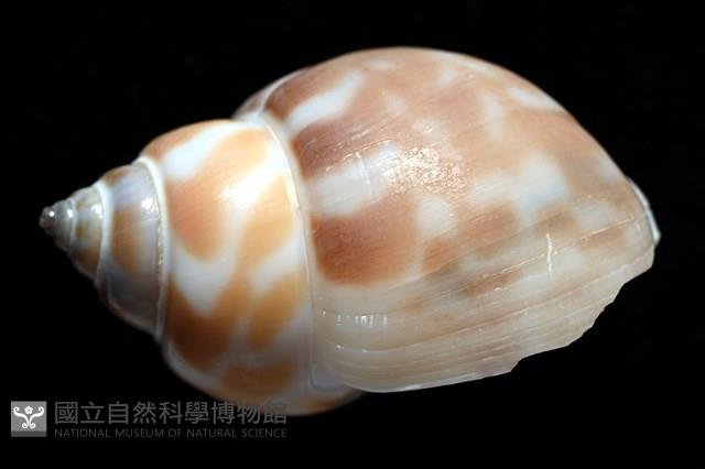 妃珍鳳螺藏品圖，第4張