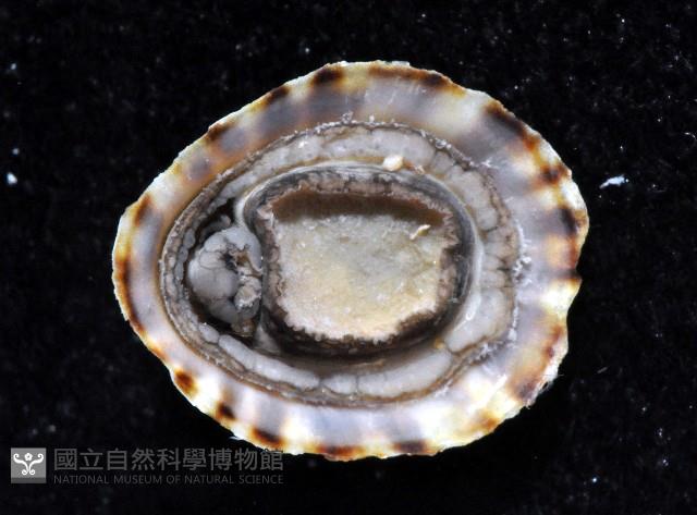 花帽青螺藏品圖，第4張
