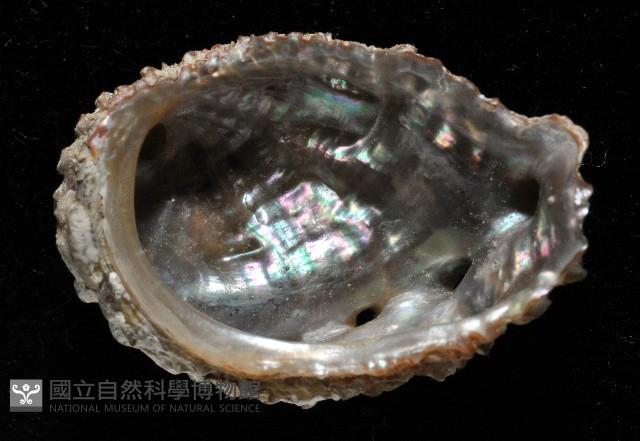 侏儒鮑螺藏品圖，第4張