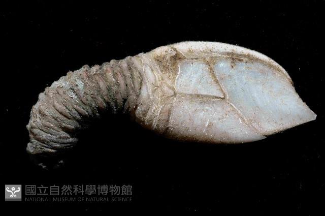 小甲小鎧茗荷藏品圖，第4張