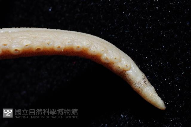 新種章魚tw5藏品圖，第4張