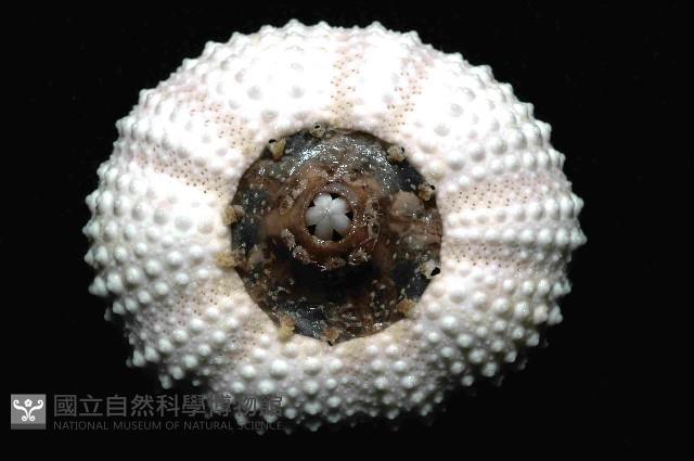 梅氏長海膽藏品圖，第4張