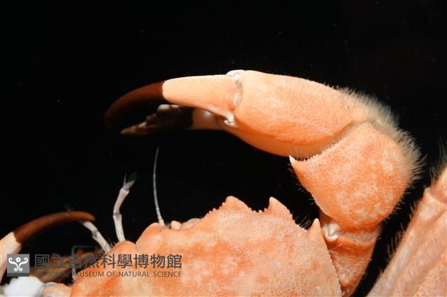 絨毛長腳蟹藏品圖，第4張