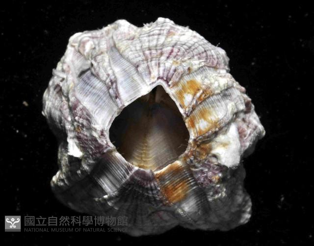 鐘巨藤壺藏品圖，第4張