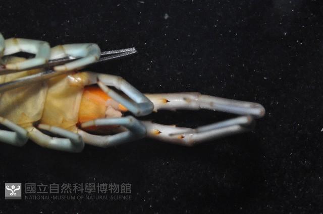 未知種衛蜈蚣藏品圖，第4張