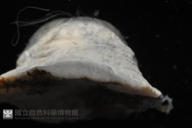 螅形美麗海葵藏品圖，第4張