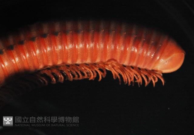 磚紅厚甲馬陸藏品圖，第4張