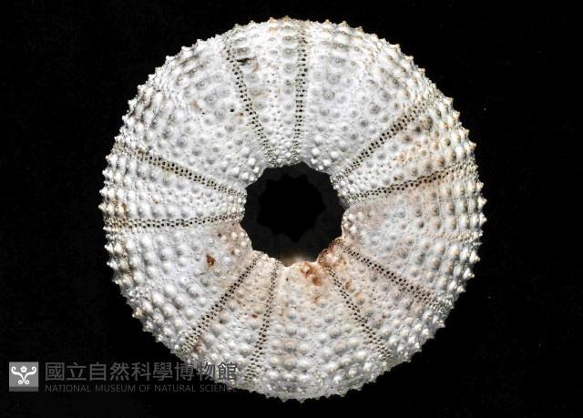 杜氏窪角海膽藏品圖，第4張